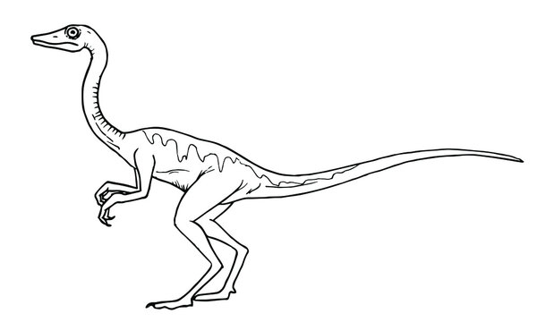 Compsognathus-11