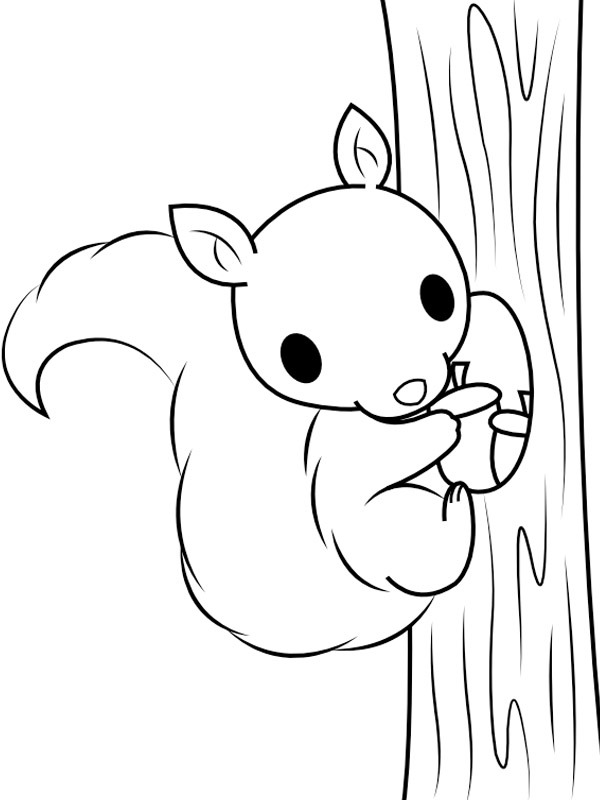 Eichhörnchen-4