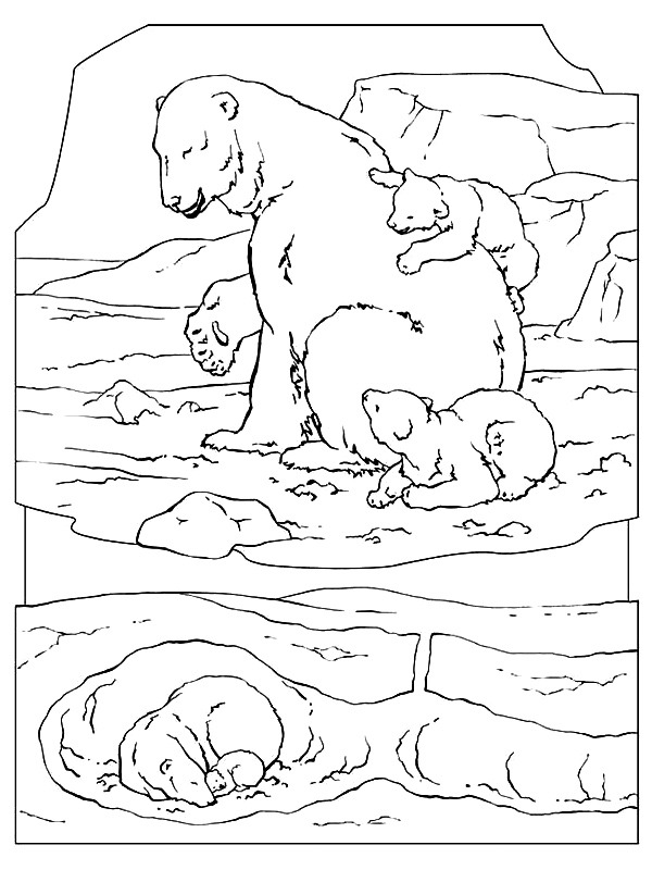 Eisbär-3