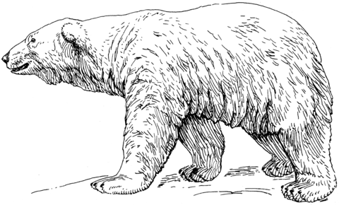 Eisbär-4