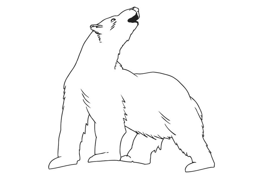 Eisbär-5
