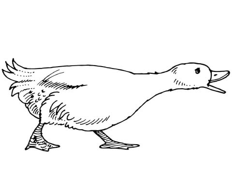 Gans-3