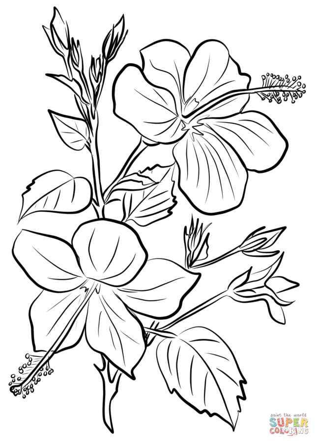 Hibiskus-3