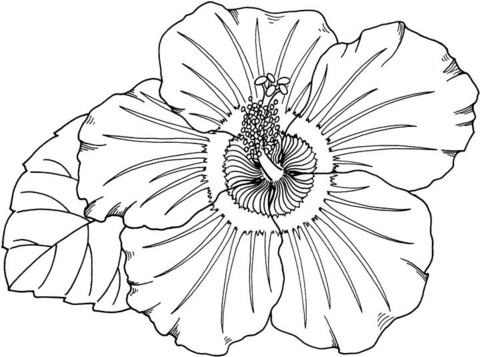 Hibiskus-4
