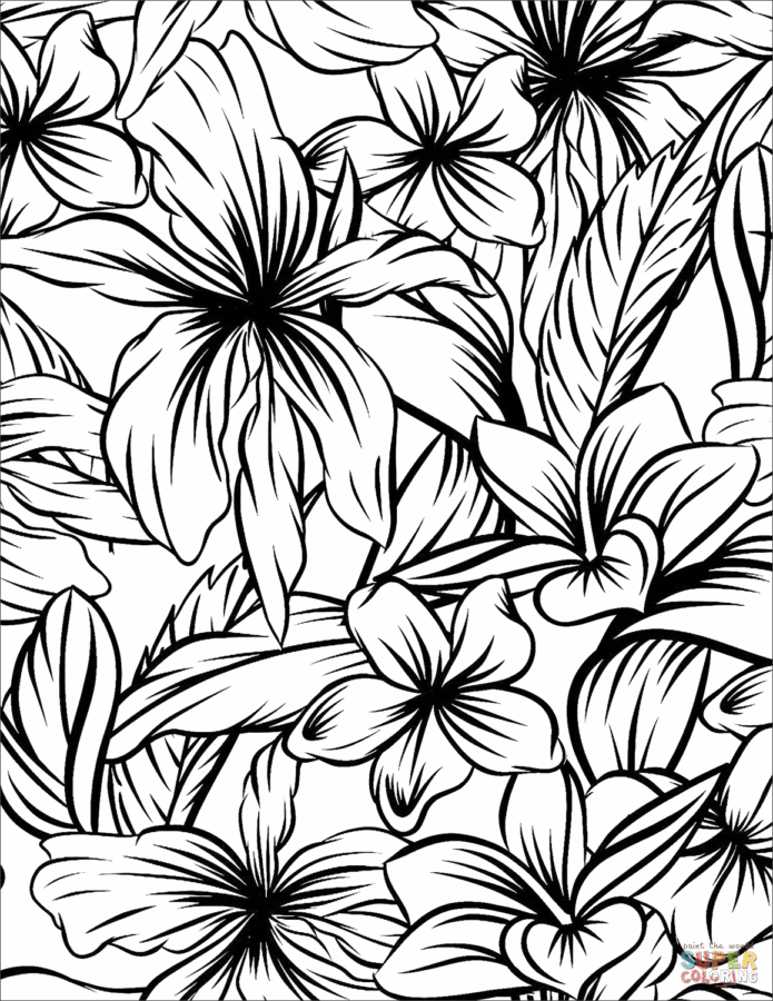 Hibiskus-6
