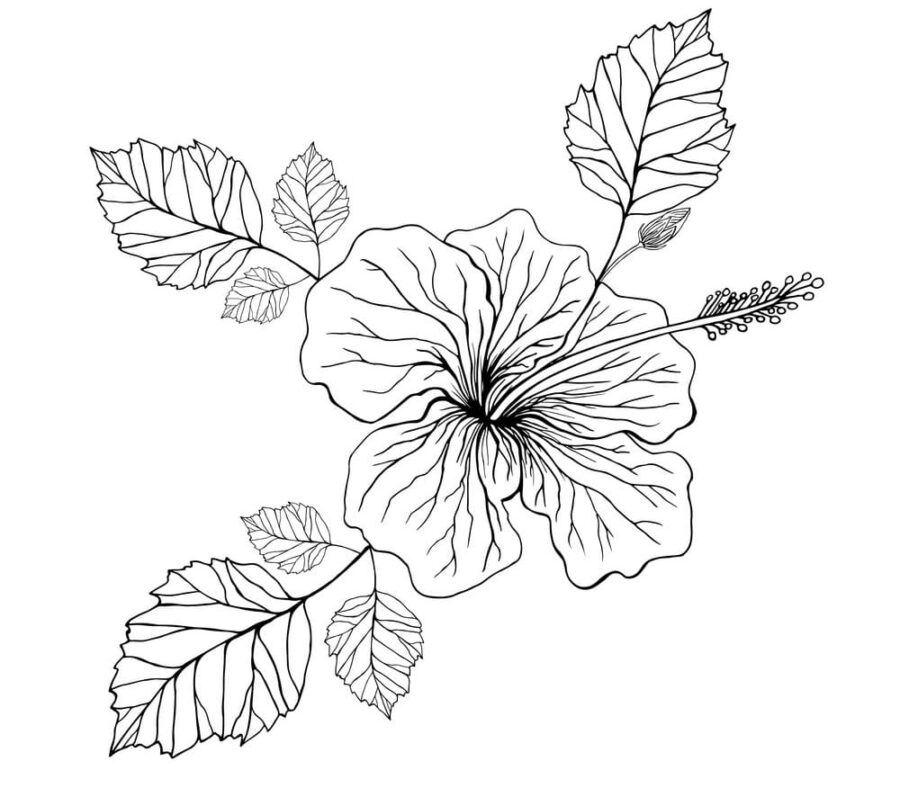 Hibiskus-7