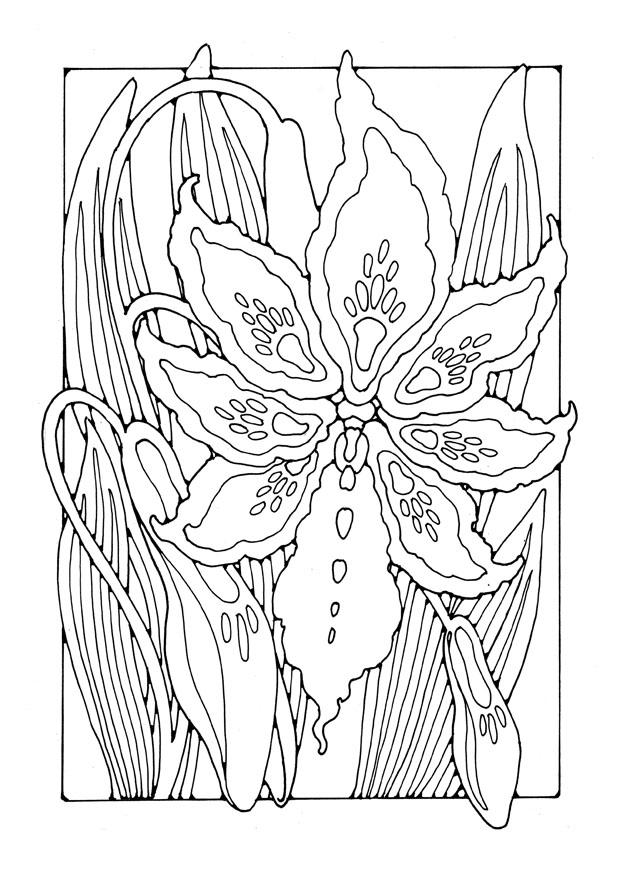 Lilien-3