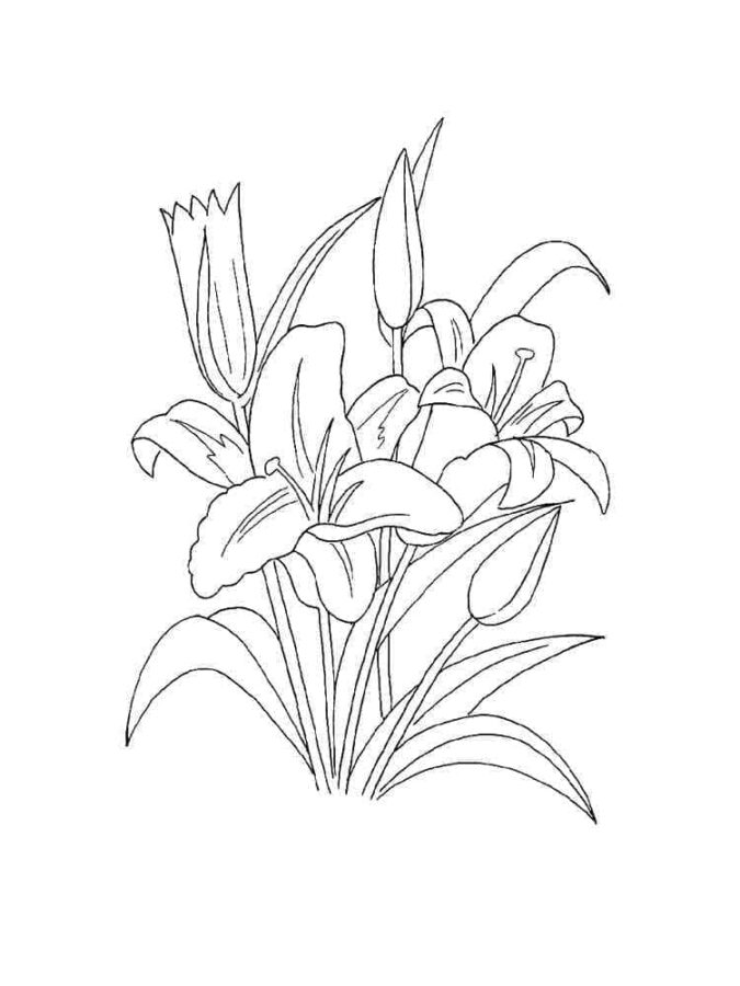 Lilien-5