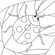 Marienkäfer-7